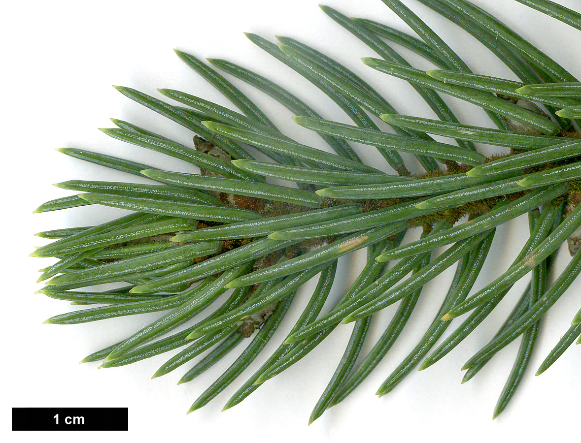 High resolution image: Family: Pinaceae - Genus: Picea - Taxon: likiangensis - SpeciesSub: var. hirtella